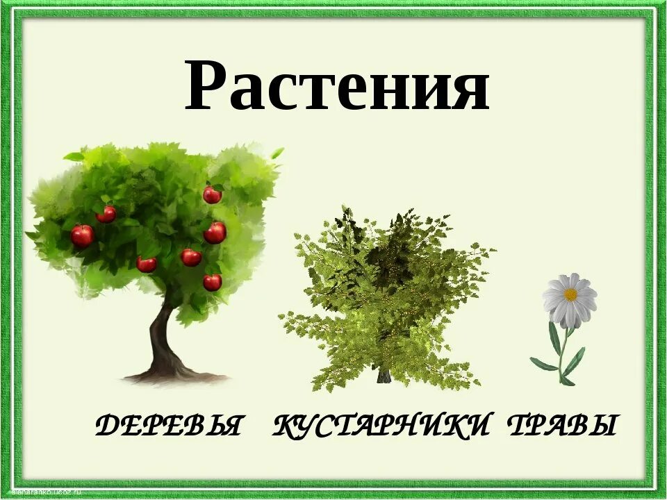 Темы недели растительный мир. Растения деревья кустарники. Деревья и кустарники для дошкольников. Растения для дошкольников. Дерево кустарник травянистое растение.