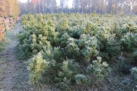 Новгород кедр