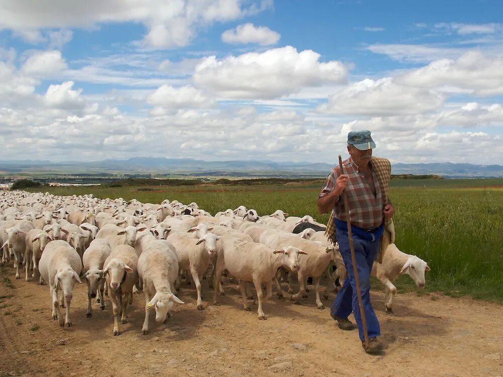 Пастух гонит стадо. Чобан пастух. Пастух с овцами. Пастух и стадо. Пасти стадо.