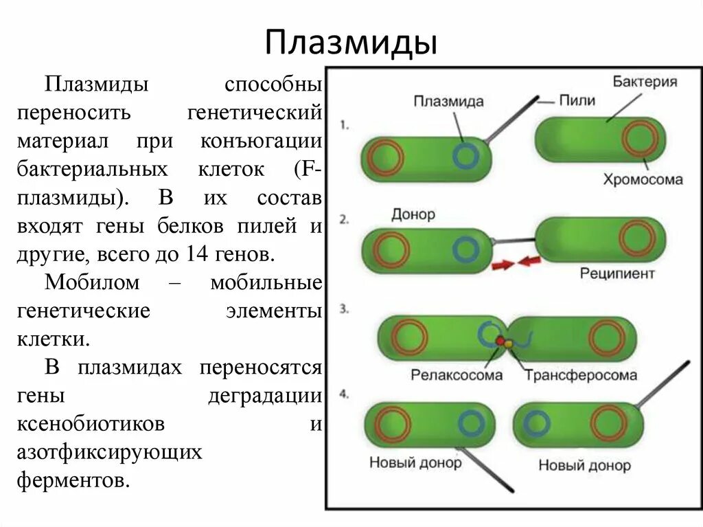 Форма днк бактерий. Строение плазмид микробиология. Строение бактерии плазмида. Плазмиды прокариот. Строение бактериальной плазмиды.