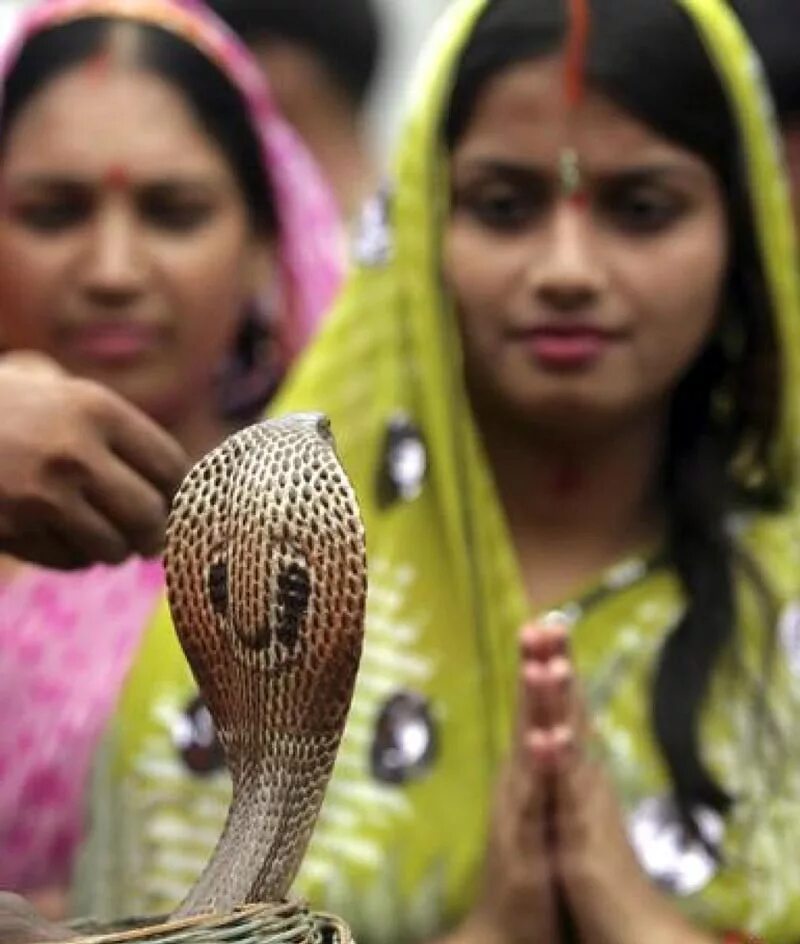Индийский про змей. Праздник Nag Panchami в Индии. Праздник змей в Индии. Культ змеи в Индии.