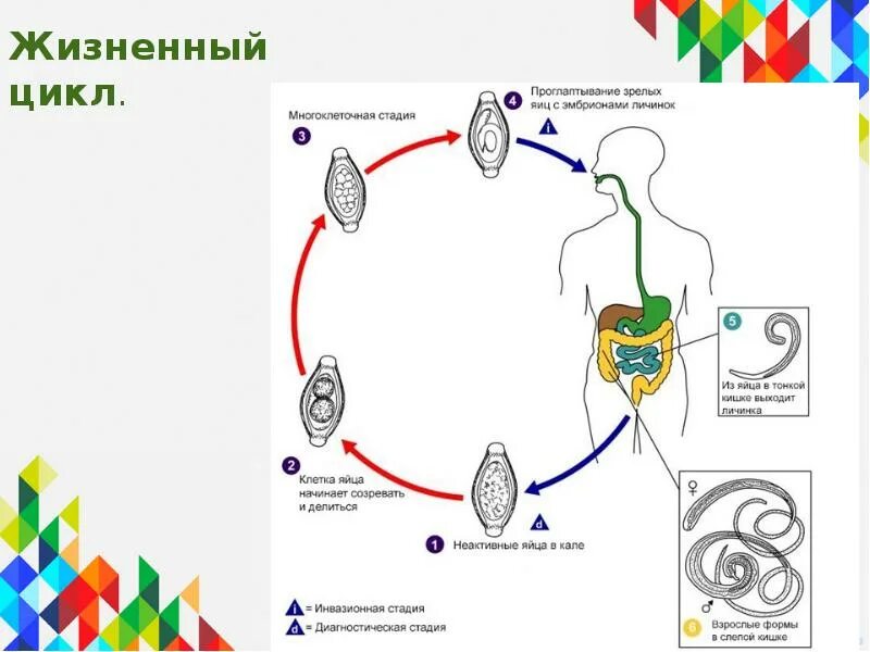 Цикл развития круглых червей схема. Жизненный цикл круглых червей. Власоглав человеческий жизненный цикл. Жизненный цикл круглых червей рисунок.