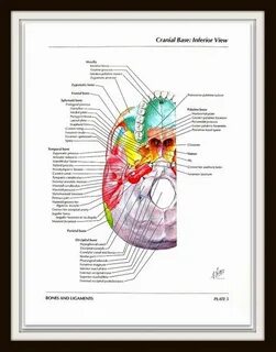 Incisura mastoidea