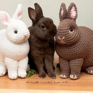 Real bunny