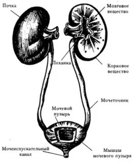 Мочевыделительная система рисунок