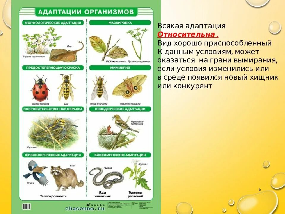 Установите соответствие между примерами и видами адаптаций