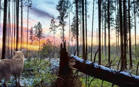 Животные около леса