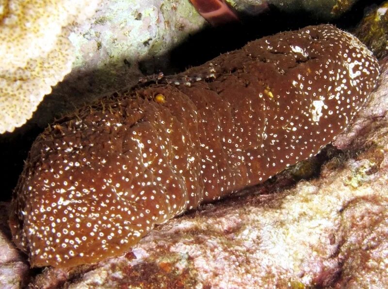 Морской огурец черный. Голотурия морской огурец. Морской огурец фото. Морской огурец красное море. Голотурия морской огурец черный.