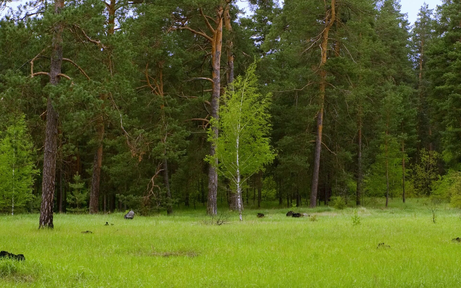 Луга хвойных лесов. Березово Сосновый лес. Березово еловый лес. Лесная Поляна Сосновый Бор.