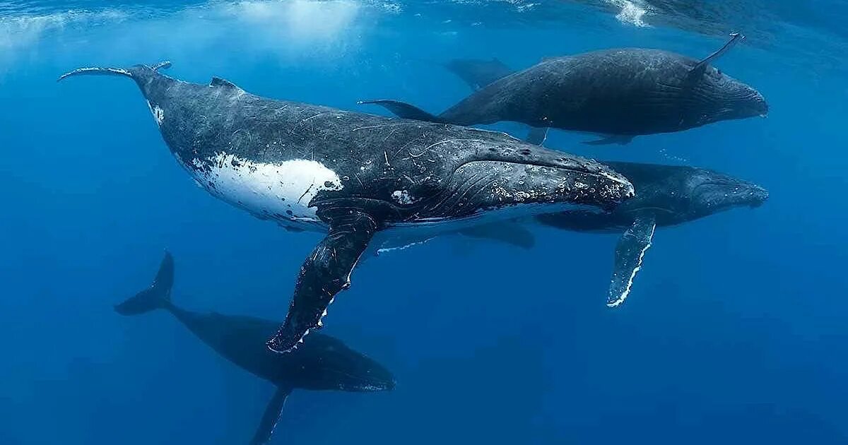 популяция китов