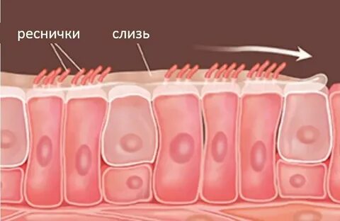 Клетки эпителия выделяют слизь у червей