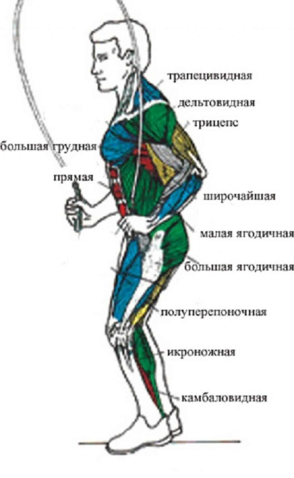 Польза скакалки для мужчин. Какие мышцы задействуются при прыжках на скакалке. Мышцы работающие при прыжках на скакалке. Мышцы задействованные при скакалке. Прыжки на скакалке работа мышц.