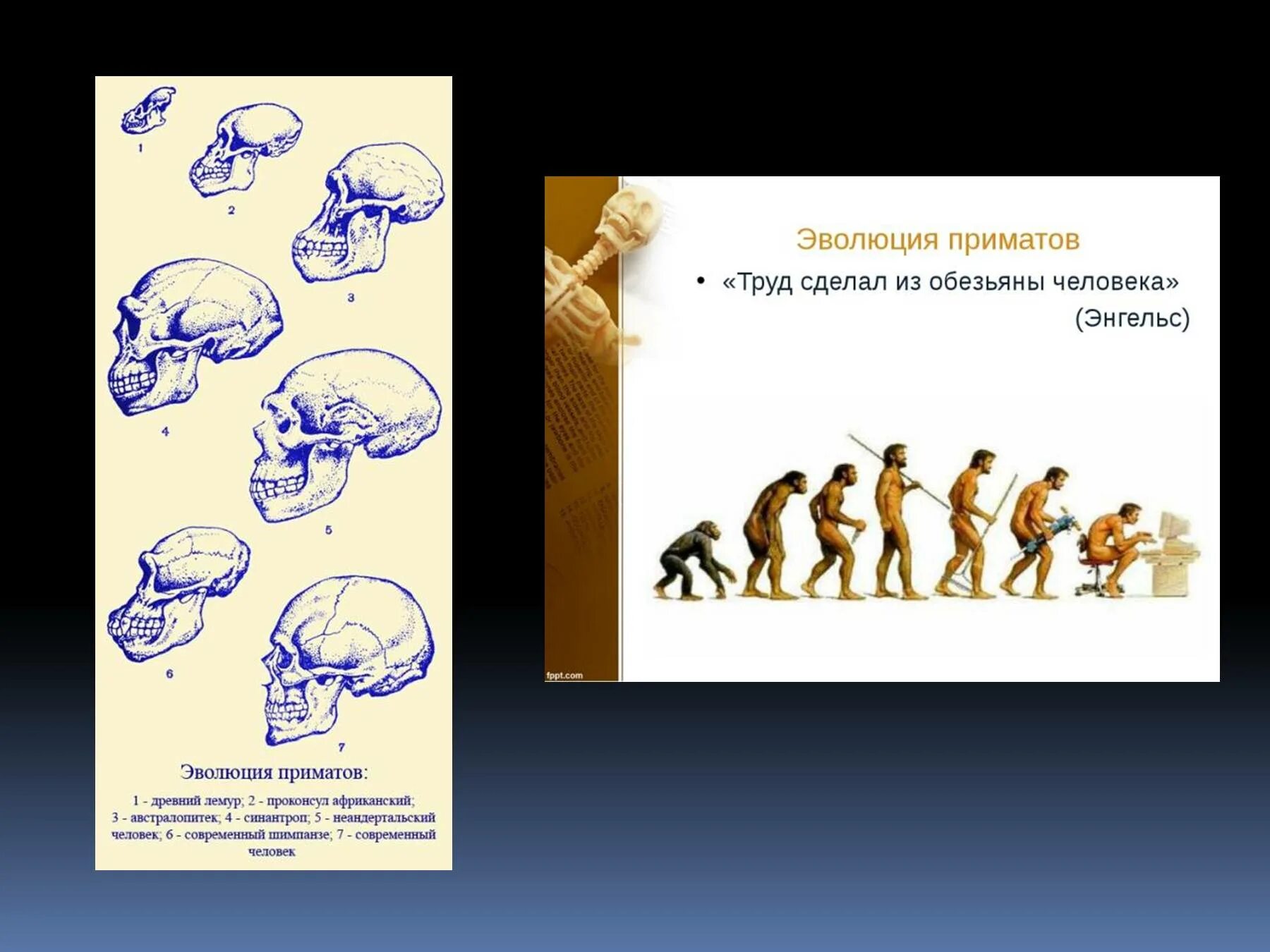 Эволюция человека до обезьяны. Эволюция приматов. Происхождение человека от обезьяны. Эволюция человека от обезьяны до человека. Процесс превращения человека в обезьяну