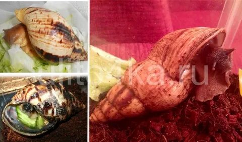 Как понять что улитка мертва