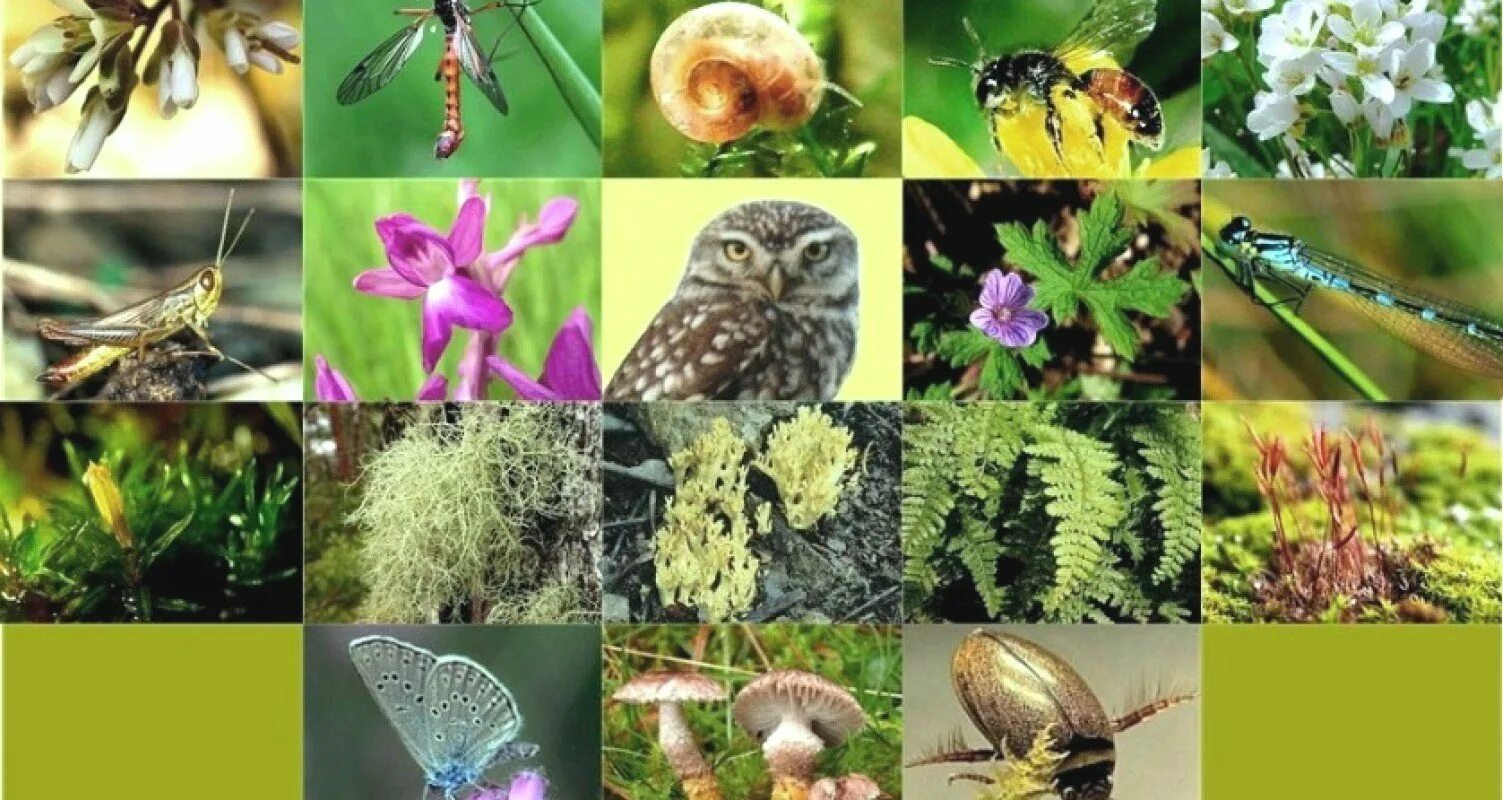 Природа животные и растения. Растительный мир разнообразен. Биологическое разнообразие.