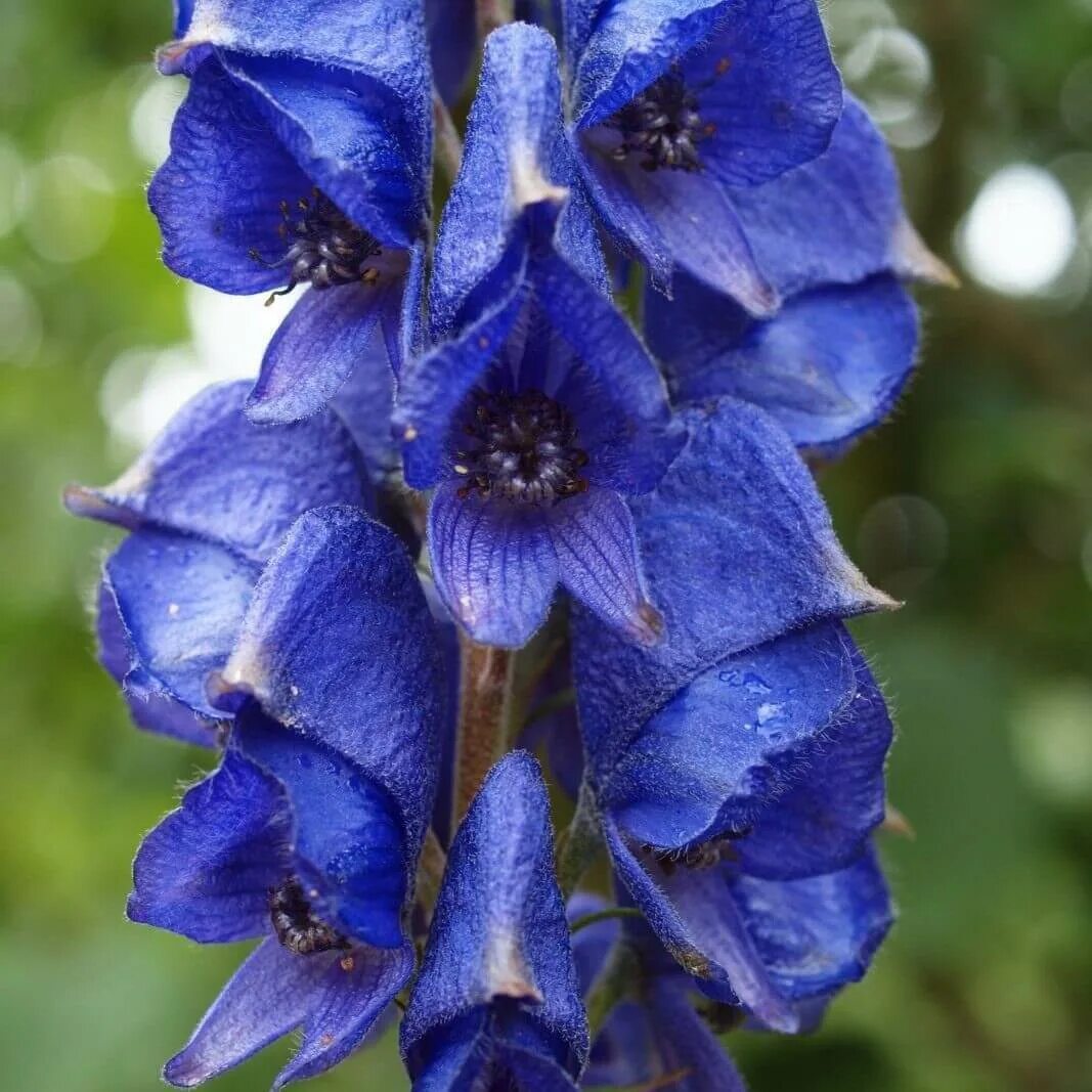 Ядовитое травянистое растение с синими цветами. Аконит клобучковый Aconitum napellus. Аконит (борец клобучковый) Рубеллум. Аконит клобучковый (Aconitum napellus) видовой. Волчий Аконит.
