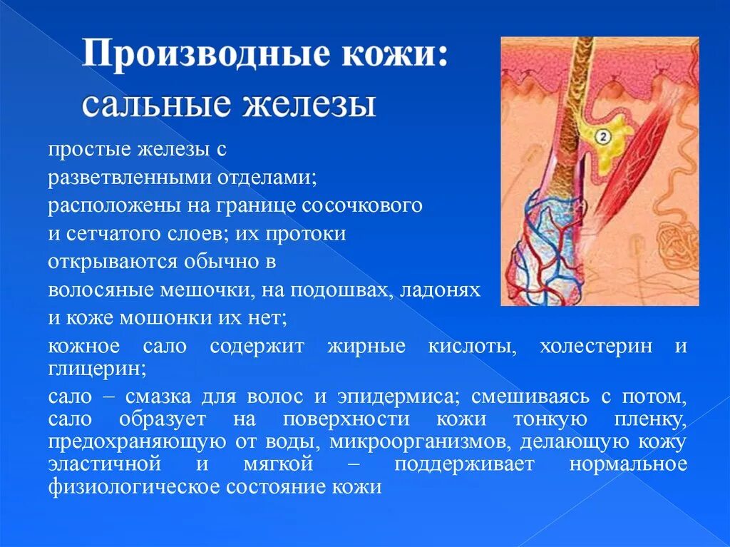 В каком слое расположены сальные железы. Производные кожи потовые железы. Функции потовых и сальных желез.