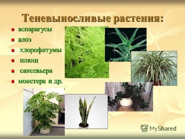 Теневыносливые комнатные растения названия и фото Фото КОМНАТНЫЕ ЦВЕТЫ АСПИДИСТРА ФОТО