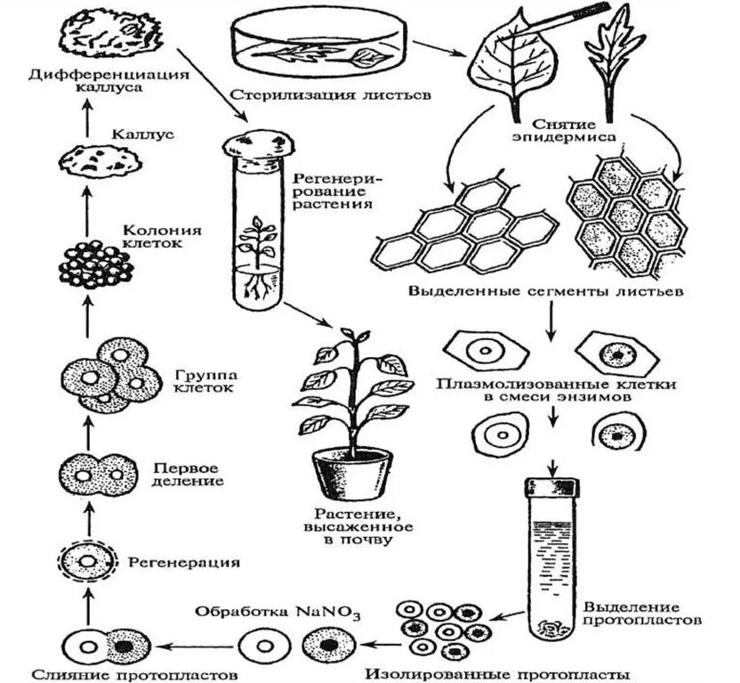 Обработка клеточной массы гормонами высаживание изолированных. Схемаполусения протопламтов. Схема получения и культивирования протопластов из клеток растений. Схема микроклонального размножения растений. Микроклональное размножение растений схема.