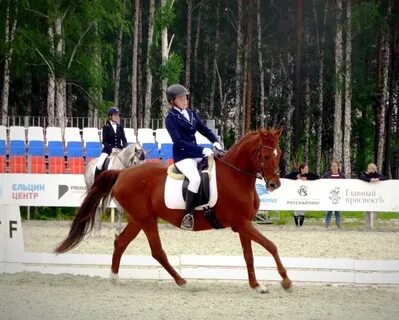 Конный спорт институт