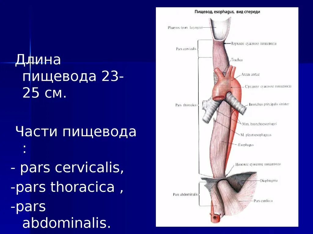 Сосуды пищевода