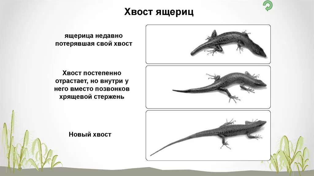 Гетероморфоз. Процесс регенерации хвоста ящерицы. Процесс отбрасывания хвоста у ящерицы. Восстановление хвоста у ящерицы. Регенерация у рептилий.