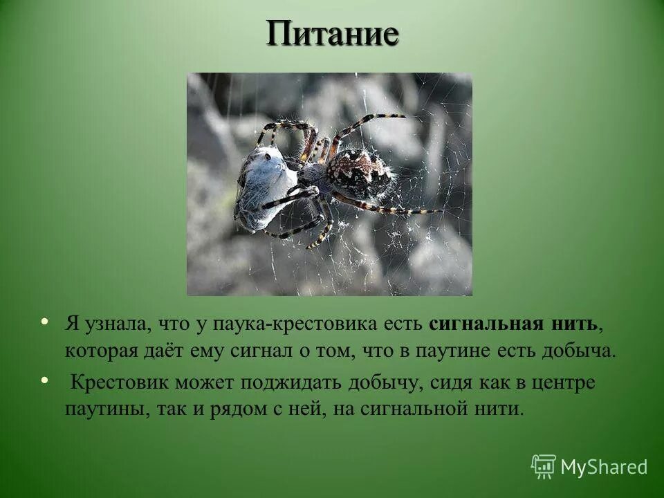 Где начинается переваривание пищи у пауков