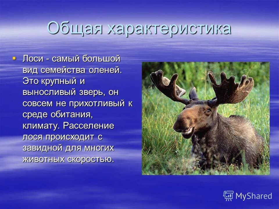 Северный олень приспособленность к среде. Лось. Лось среда обитания. Лось презентация. Образ жизни лося.