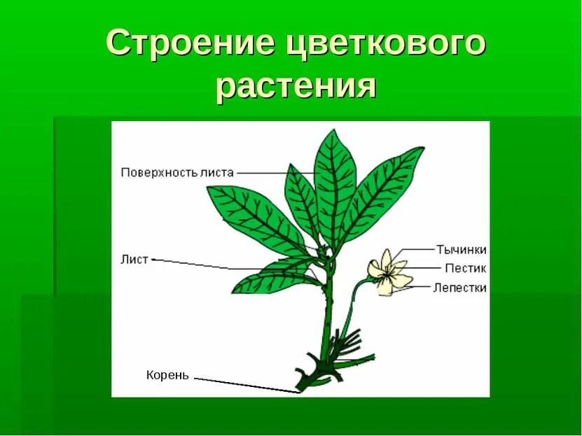 Строения листьев цветковых растений. Строение цветкового растения. строение цветкогорастения. строение цветковых. цветковое растение и его строение.