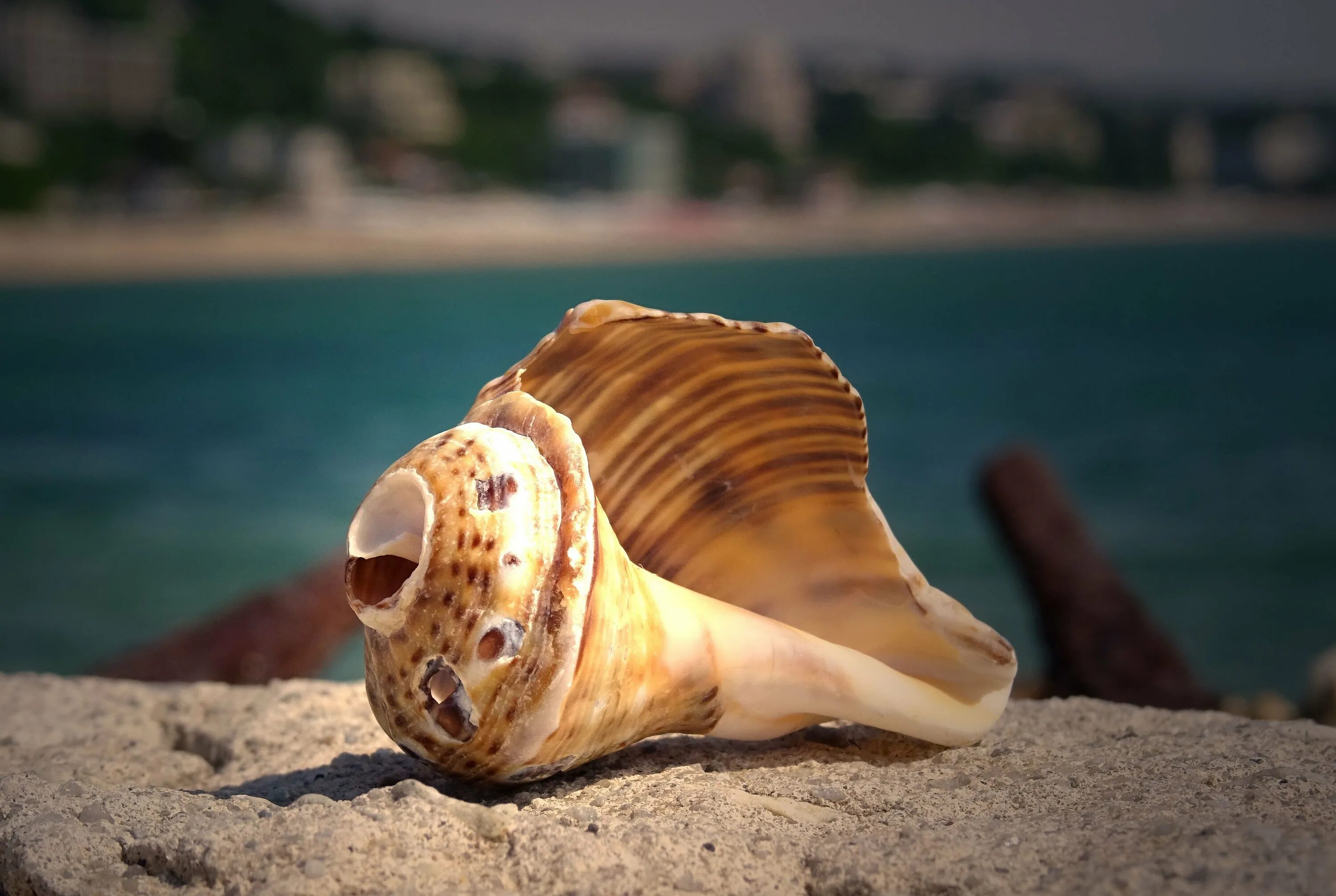 Морские фисташки моллюск. Раковина морской улитки Рапан. Рапана моллюск. Тигровый Рапан. Ракушка быстро