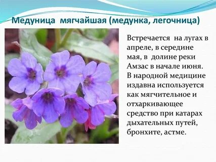 Медуница описание фото отзывы