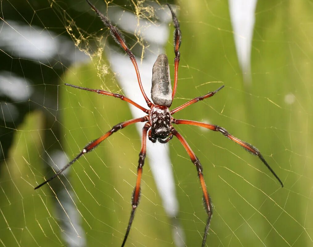 Все пауки. Nephila inaurata. Гигантский паук золотопряд (Nephila). Паук кругопряд Нефила. Австралийский кругопряд.