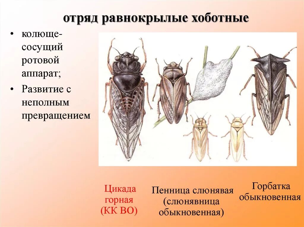 Какой тип развития характерен для цикады. Отряд Равнокрылые ротовой аппарат. Равнокрылые хоботные. Строение ротового аппарата равнокрылых. Отряд Равнокрылые цикады.