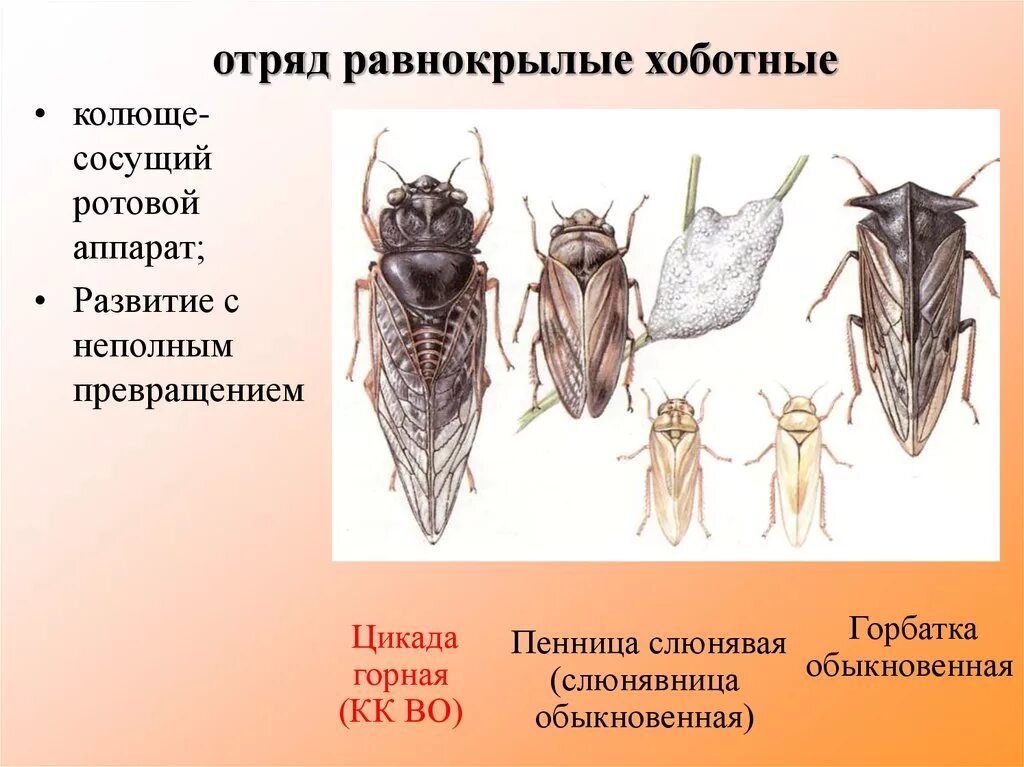 Цикада превращение полное. Отряд Равнокрылые ротовой аппарат. Равнокрылые хоботные. Строение ротового аппарата равнокрылых. Отряд Равнокрылые цикады.