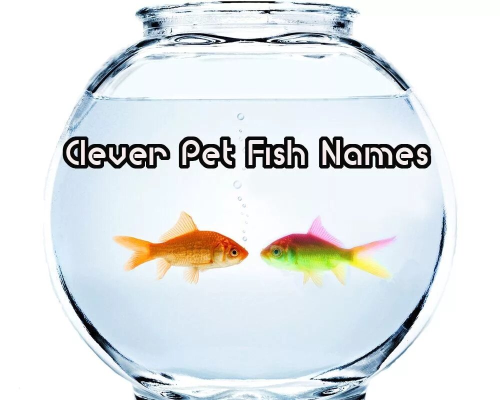 Fish name. Рыбы питомцы. Пет Фиш. Fish names. Clever Pet.