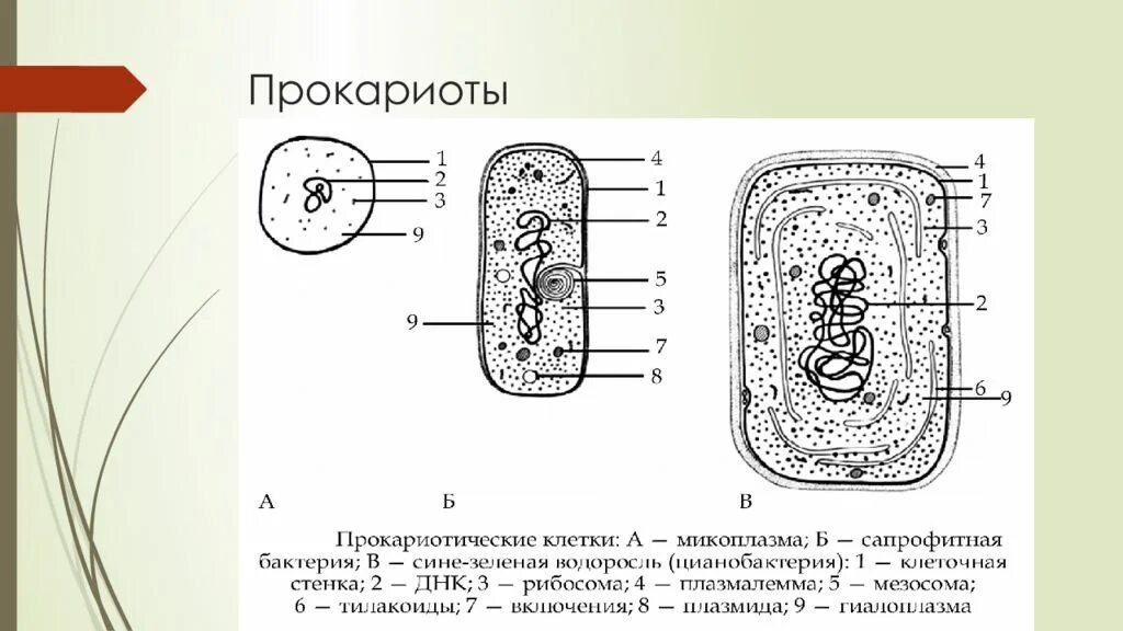 Ядро прокариотов содержит