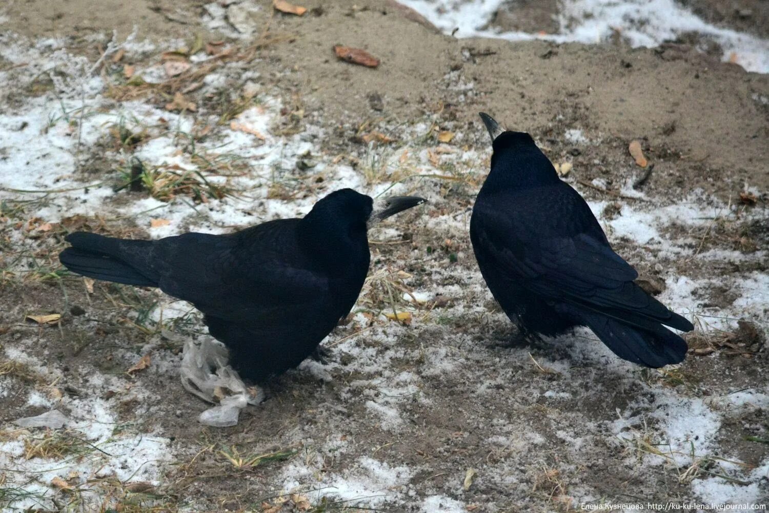 Грач ворона сорока. Птицы сорока ,Галка, ворона. Ворона Галка Грач. Ворон Грач Галка сорока. Сорока ворона ворон Грач.