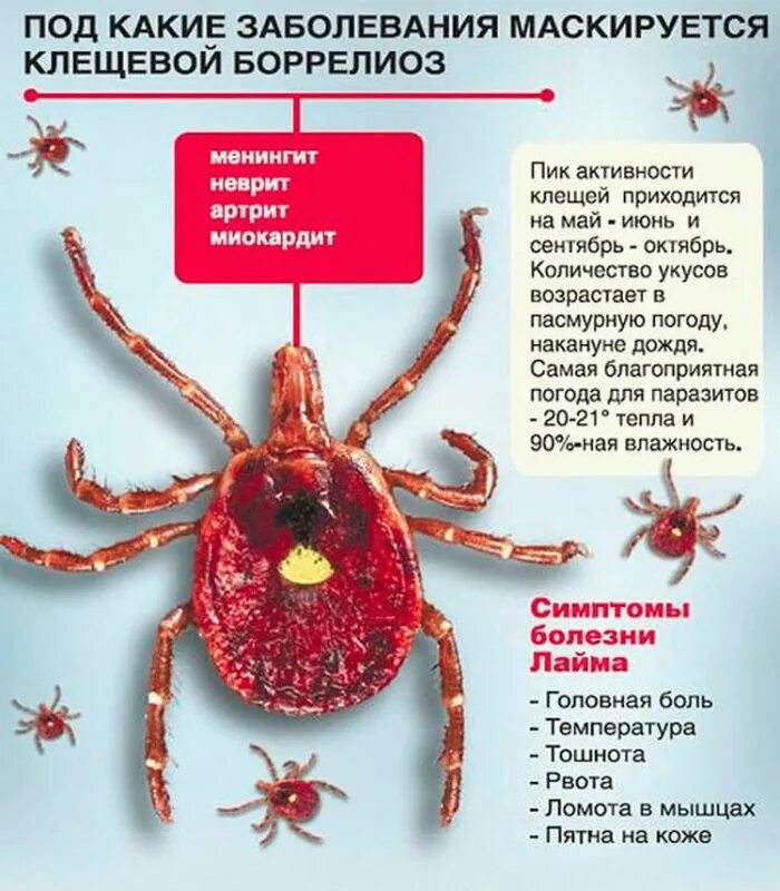 Иксодовые клещи боррелиоз. Клещевой лайм-боррелиоз. Какие признаки клеща у человека