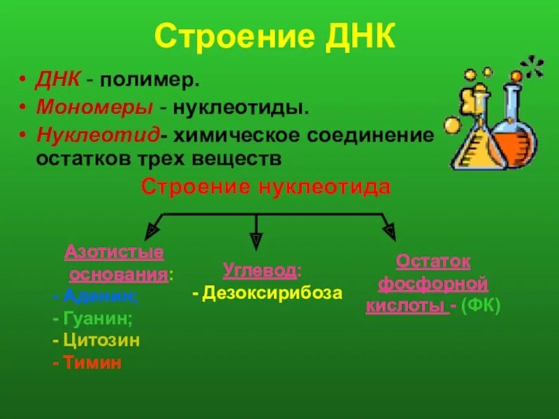 Углеводы днк и рнк. ДНК полимер. Углевод ДНК. Полимер мономер нуклеотид. Основания углевода ДНК.