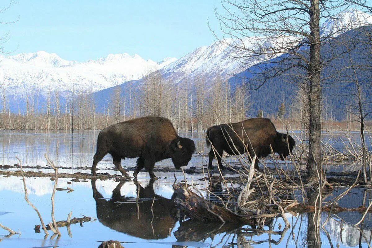 Обитатели аляски. Лесной Бизон в Якутии. Лесной Бизон (в Канаде) (Bison Bison athabascae). Животные Аляски. Животный мир Якутии Бизон.