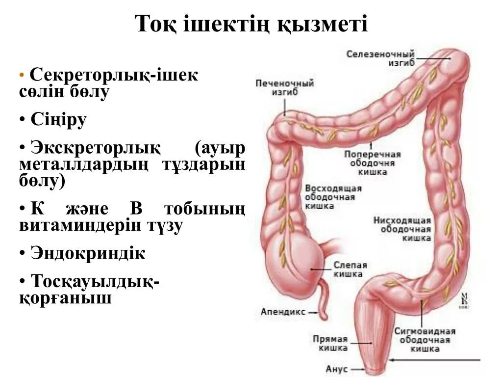 Селезеночный изгиб ободочной кишки. Селезёночный угол Толстого кишечника. Печеночный изгиб ободочной кишки. Область селезеночного изгиба толстой кишки. Изгиб кишечника