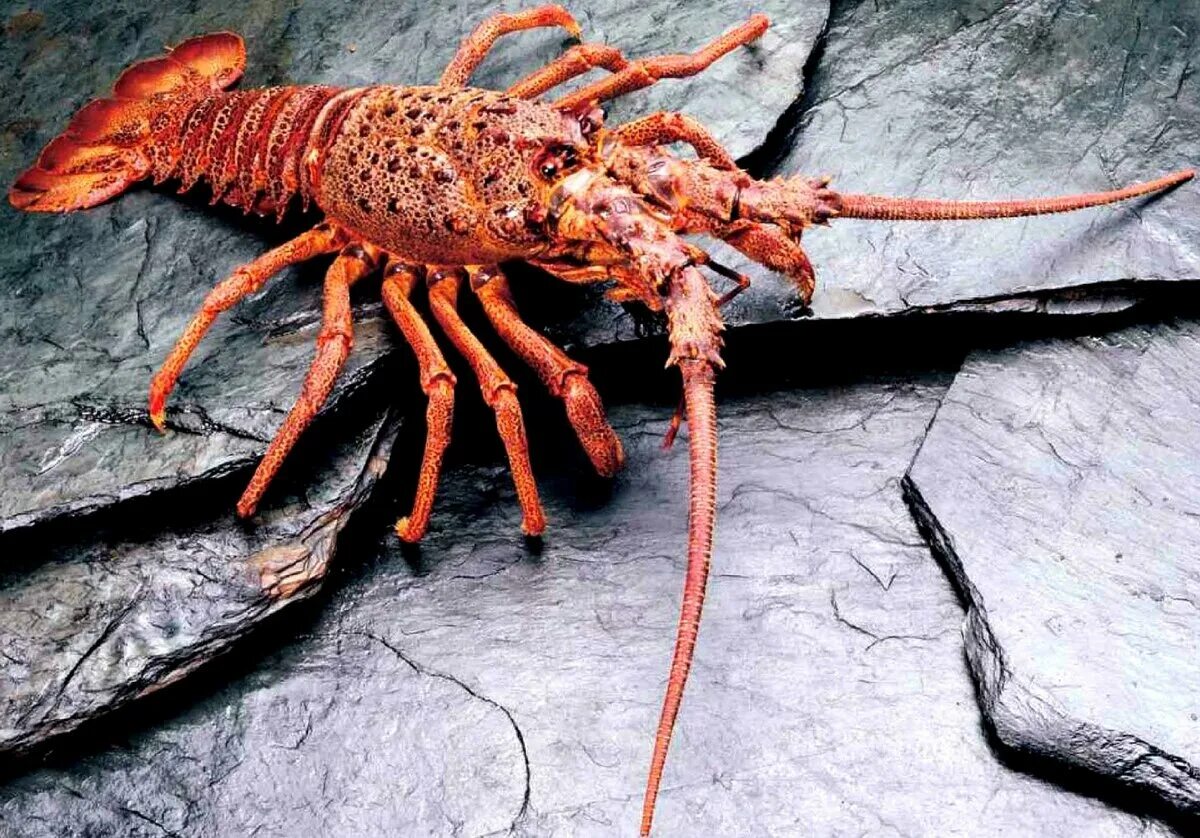 Кто такие лангусты. Красный бретонский лангуст. Кто такие лангусты. Флоридский лангуст. Австралийский лангуст.