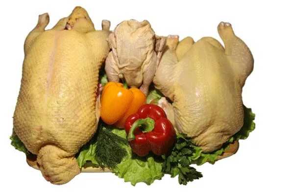 Утка гусь индейка. Мясо домашней птицы. тушки домашней птицы. индейка и курица. мясо домашней курицы.