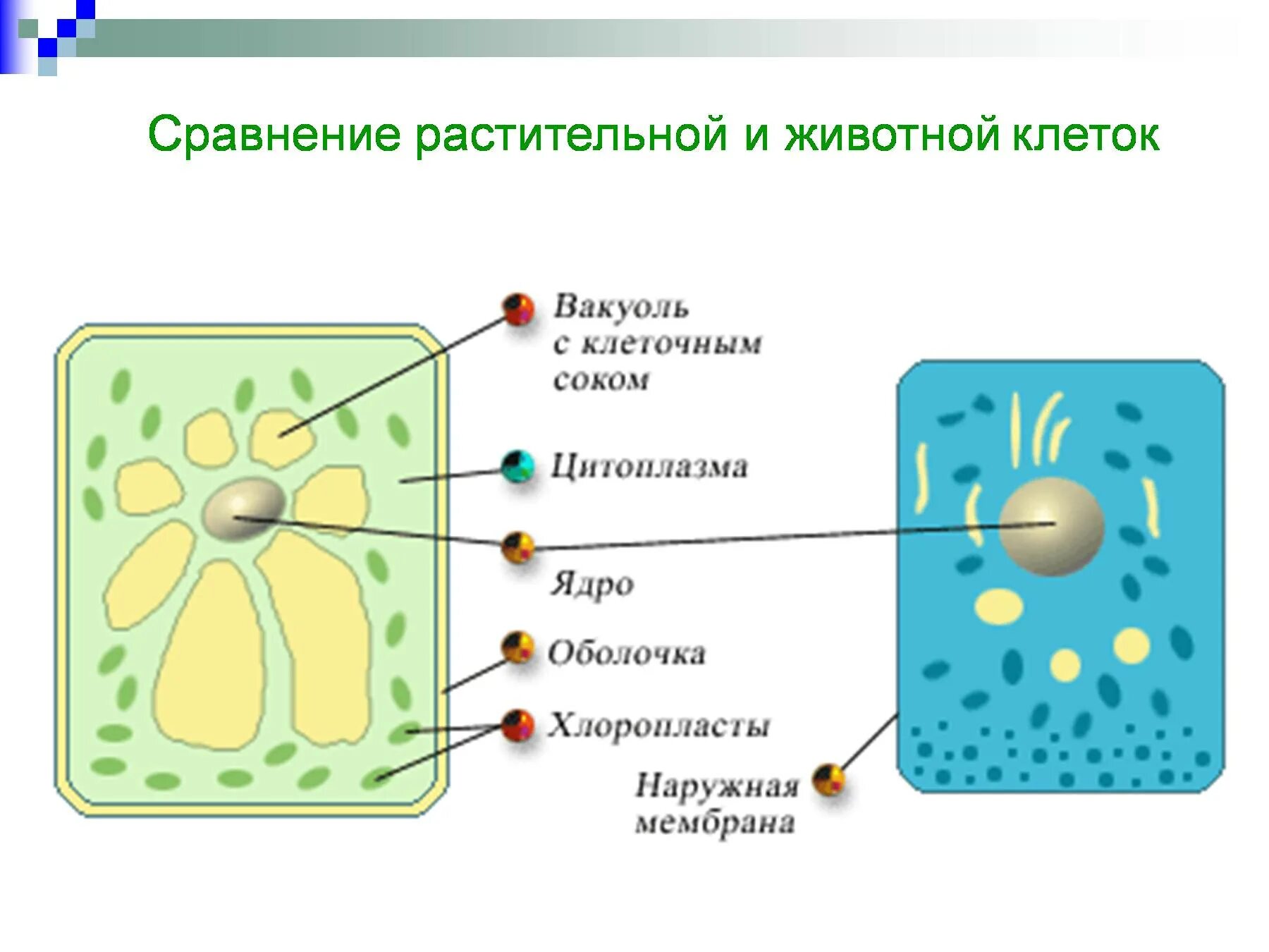 Сравни растительную и животную