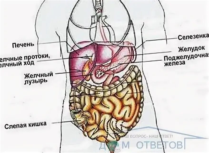 Что слева в боку у мужчин. Боль в левом подреберье спереди. Болит под левым ребром спереди. Боль под левым ребром слева спереди. Болит слева под ребрами спереди.