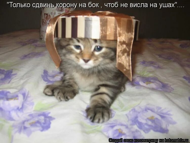 шутки про корону. высказывания про корону на голове. корона виснет на ушах. маша королева мультик. цитаты про корону.