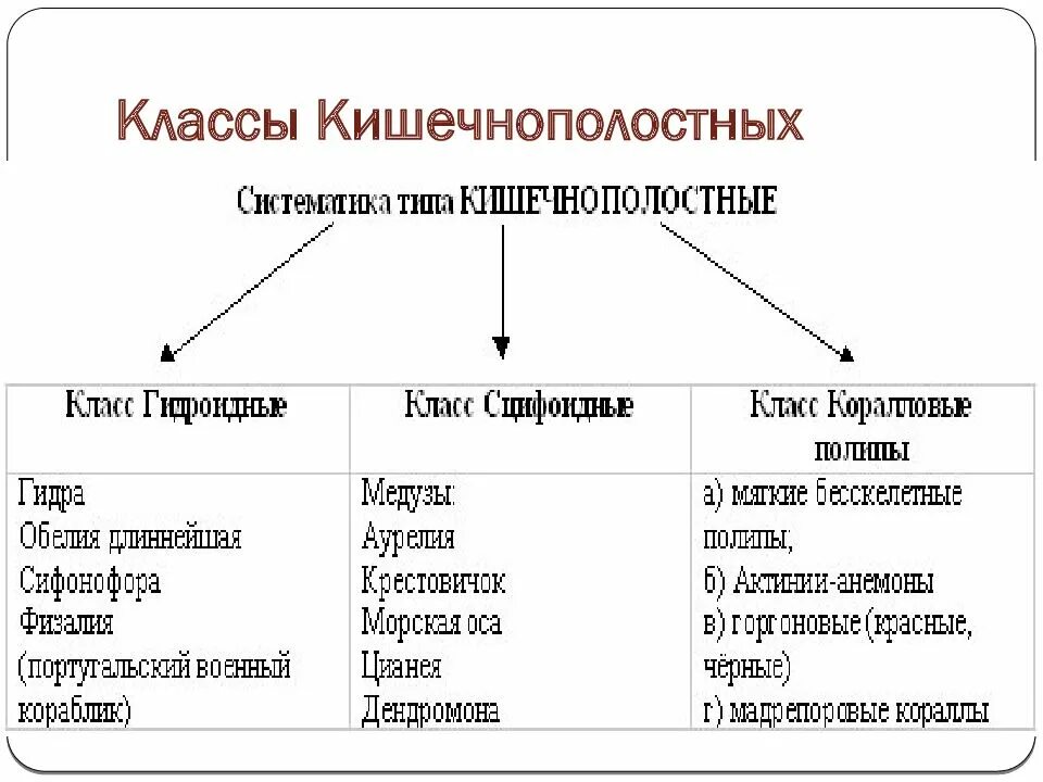 Презентация многообразие кишечнополостных