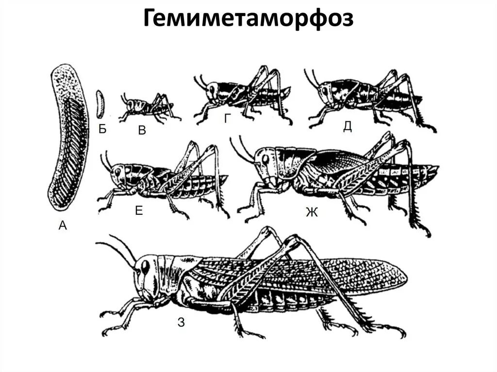 Какое развитие у саранчи. Развитие с неполным превращением у саранчи. Азиатская Саранча метаморфоз. Развитие с неполным превращением сараняи. Азиатская Саранча личинка.