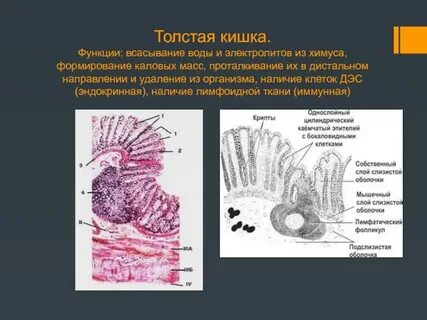 Ткани кишечника