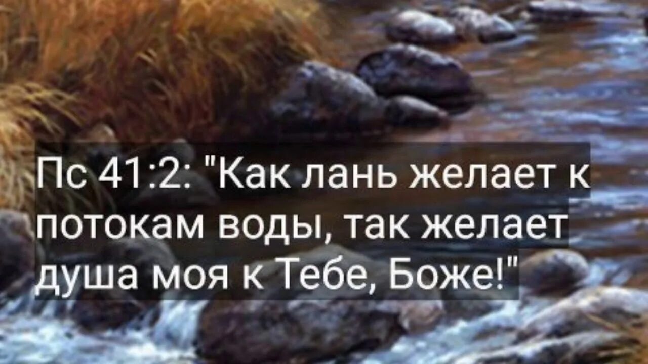 Как лань желает к воде. Как лань желает.